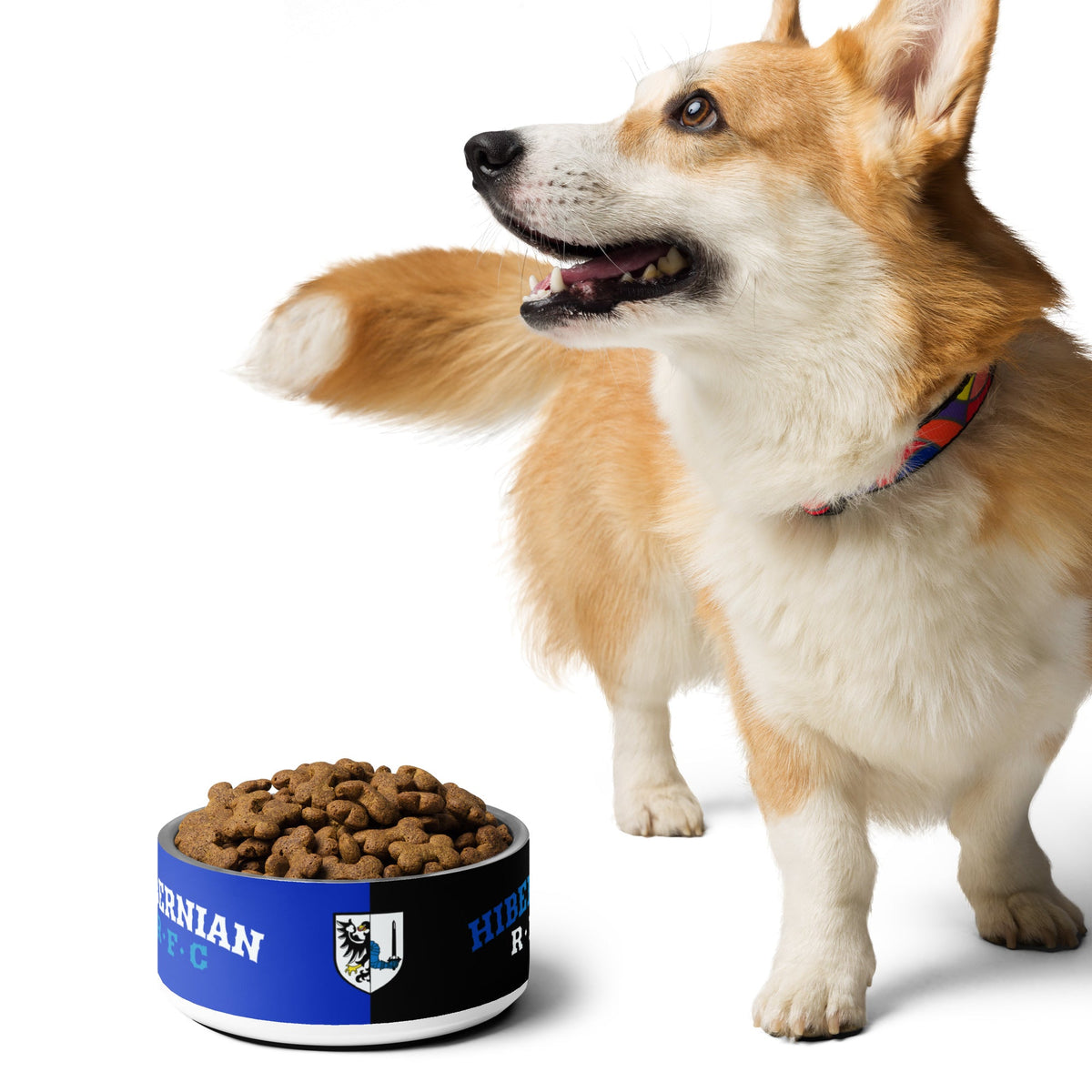 Rugby Imports Hibernian RFC Pet Bowl